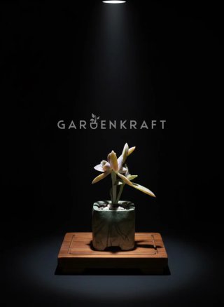 Graptoveria Suculenta