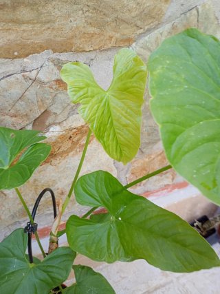 Anthurium balaloanum