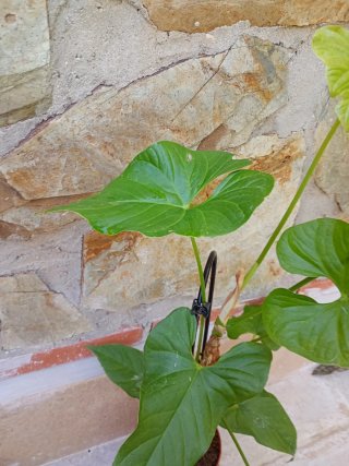 Anthurium balaloanum