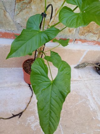 Anthurium balaloanum