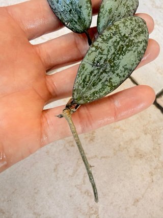 Hoya sigillatis silver splash