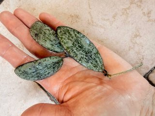 Hoya sigillatis silver splash