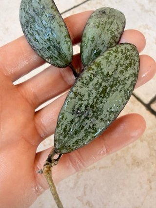 Hoya sigillatis silver splash