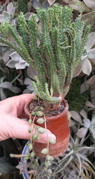 Euphorbia exótica y Senecio planta