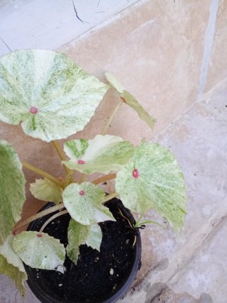 Begonia