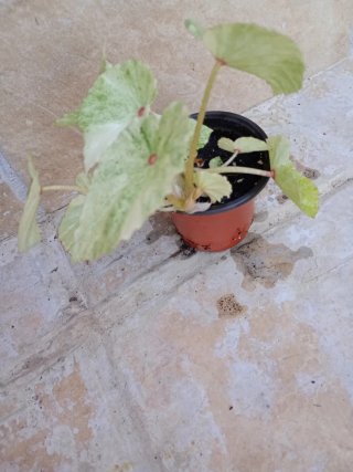 Begonia
