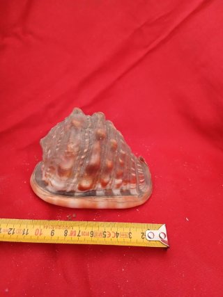 Conchiglia decorativa