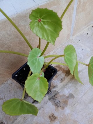 Begonia