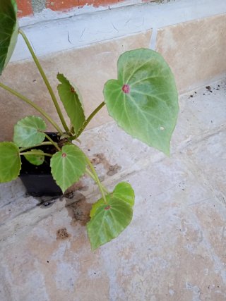 Begonia