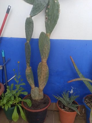 Cactus Opuntia Titana Grande 140cm