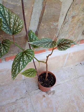 Begonia