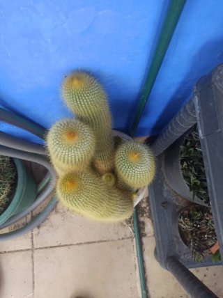 Cactus Dorado Leninghausii