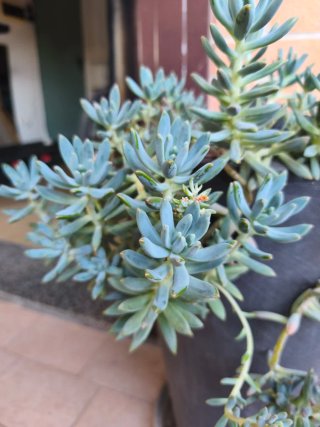 Talee e pollini di cactus
