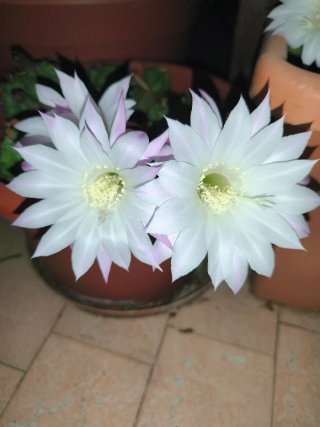 Talee e pollini di cactus