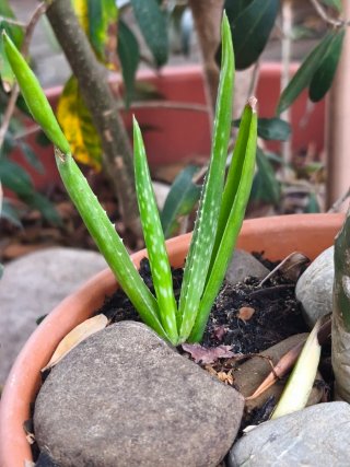 Talee e pollini di cactus