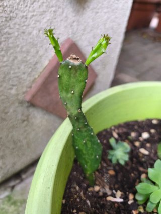 Talee e pollini di cactus