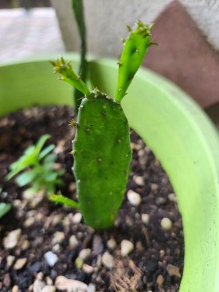 Talee e pollini di cactus