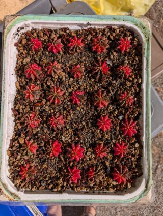 Gymnocalycium mihanovicii variegato