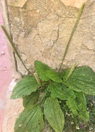 Semillas de Llantén
