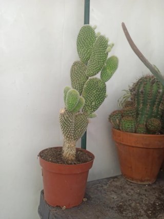 Opuntia microdaisy cactus