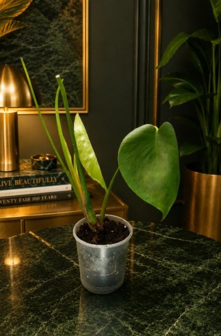 Monstera Deliciosa Planta de Interior