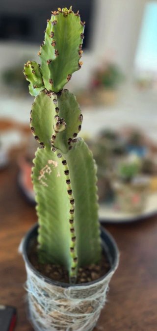 Euphorbia ingens adulta  alta 44 cm.Pianta grassa