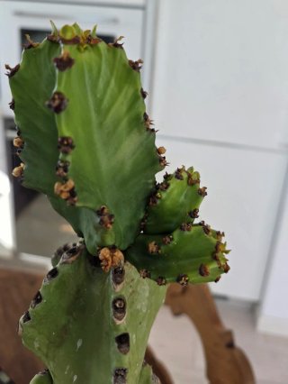 Euphorbia ingens adulta  alta 44 cm.Pianta grassa