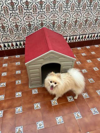 Casita para mascotas beige y roja