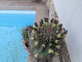 Cactus Biznaga (Ferocactus) con Maceta