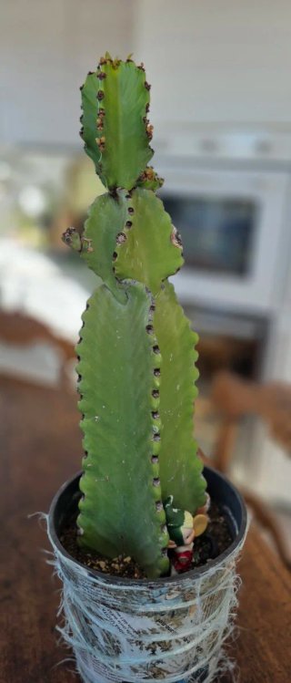 Euphorbia ingens - Pianta grassa cactus 30 cm