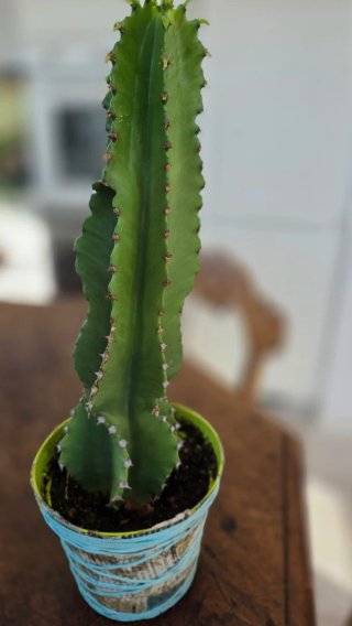 Euphorbia ingens - Pianta grassa cactus 30 cm