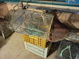 Rastros para coquina y chirla