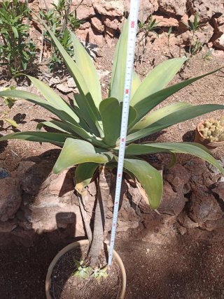 Agave attenuata - Maguey cuello cisne