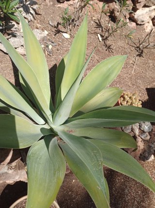 Agave attenuata - Maguey cuello cisne