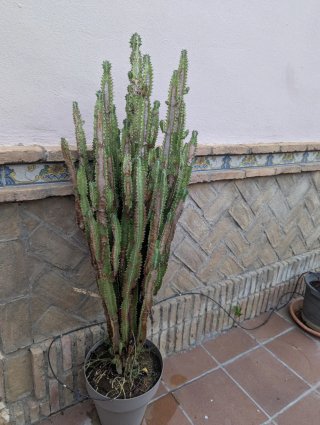 Euphorbia Trigona 1,5m con Maceta de Metal