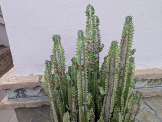 Euphorbia Trigona 1,5m con Maceta de Metal