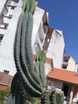 Cactus Grande