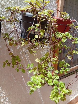 Armario Almacenaje exterior + regalo planta