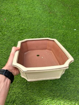 Maceta Bonsai REBAJADA hasta 16/06