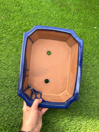Maceta Bonsai REBAJADA hasta 16/06