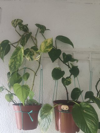 Plantas colgantes decorativas