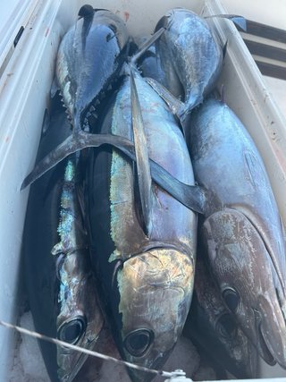 Salidas de pesca de bonito