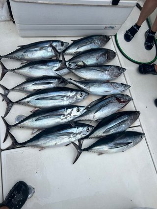 Salidas de pesca de bonito