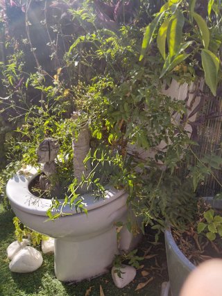 Plantas Ficus Elastica, jazmin , mandarino, etc ..