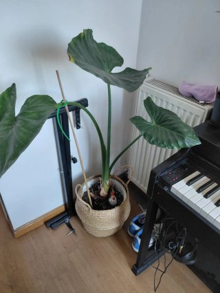 Plantas Ficus Elastica, jazmin , mandarino, etc ..