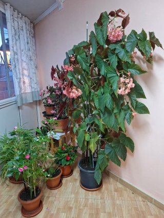 Planta de interior con flores rosas