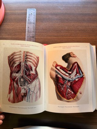 Atlas anatomia en ingles
