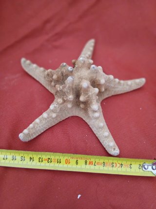 Stella marina decorativa