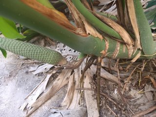 Esquejes Monstera Deliciosa(Costilla de adan)