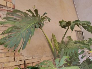 Esquejes Monstera Deliciosa(Costilla de adan)